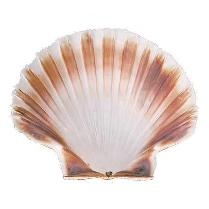 Coquille Shell | EMGA | Ø12 cm 1